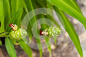 The Top Of The Ginger Blossom