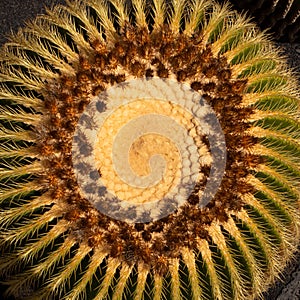 Top of a golden barrel cactus with spiral pattern