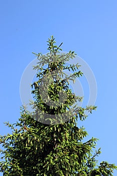 The top of a green fir tree with cones against a blue sky. Nature of the spring forest.