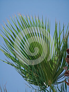 Top green palm branch with leaves, bark on a background of blue sky at noon