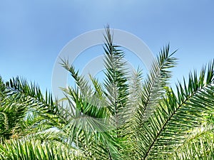 Top of Green Palm Tree Against Blue Sky