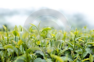 Top of Green tea leaf in the morning, tea plantation