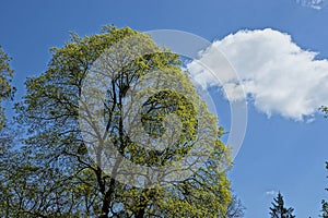 The top of a green tree against the sky and clouds