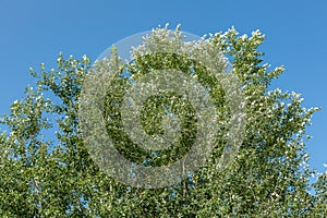 The top of a green tree against the sky
