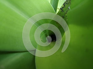 The top of greeny leaves with water drop