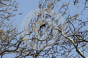 Top of group trees covered with snow and playful squirrel in winter freeze forest, Sofia