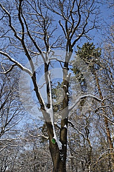 Top of group trees covered with snow in winter freeze forest, Sofia