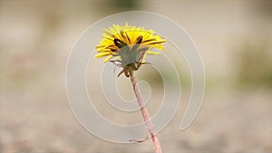 top half of isolated lonely single wilting dandelion blowing in wind, gray