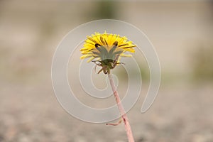 top half of isolated lonely single wilting dandelion with gray blurred depth-