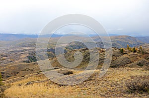 At the top of a high-mountain plateau overgrown with a sparse coniferous forest in the clouds