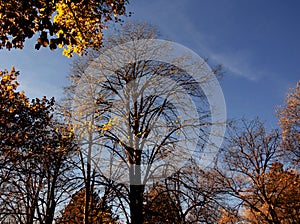 On the top of the hill grows various treesh