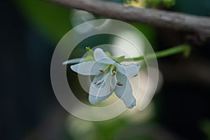 The top of the Hokkien tea flower on the tree