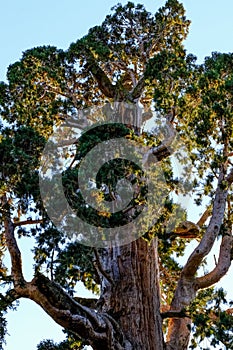 Sequia tree top in the Sequia National Park, California photo