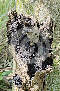 Closeup Of Rotting Wood photo