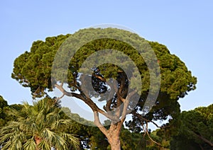 Top of an Italian stone pine in the Juan Les Pins pine forest in Antibes, France.