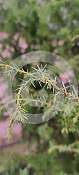 Tree from UKR forest