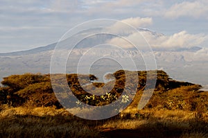 Top of kilimanjaro mountain in the sunrise