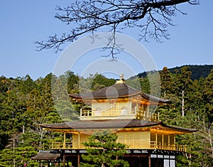 Top of the Kinkaku temple with the pine tree forest in Kyoto, Japan