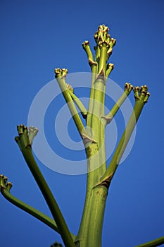 Top of large agave flower stalk at sunset