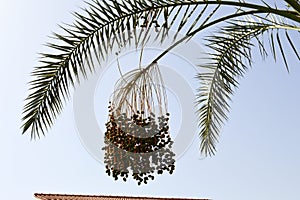 The top of a large tropical exotic high date palm with large green leaves and growing dangling fruits green immature against