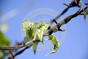 Top leaf of ivy gourd creeper with rust barbed wire compatible perfectly on background blue sky.