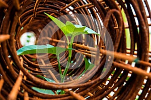 Leaf of morning glory insert in roll of rusty steel wire mesh