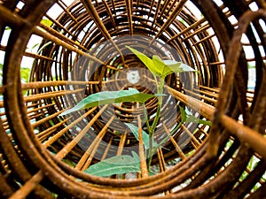 Leaf of morning glory insert in roll of rusty steel wire mesh