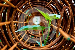 Leaf of morning glory insert in roll of rusty steel wire mesh