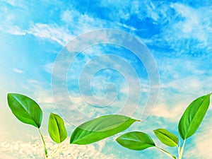 Top leaves green on blue sky background