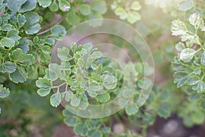 Top leaves weakens background , Lifestyles , Nature, Green