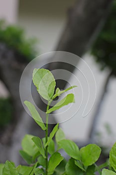 Top leaves weakens background , Lifestyles , Nature, Green.