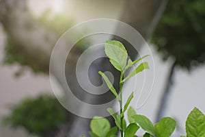 Top leaves weakens background , Lifestyles , Nature, Green.