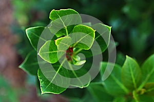 TOP LEAVES OF YOUNG BAYLEAF TREE