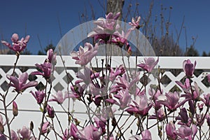 The top of a Leonard Messel Magnolia Tree filled with light and dark pink flowers and buds, in the spring, in Wisconsin