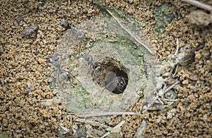 Formicary anthill surrounded by sandworm faeces.