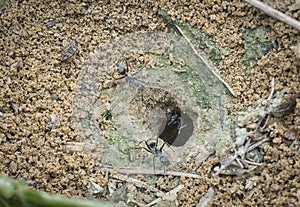 Formicary anthill surrounded by sandworm faeces.