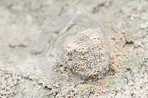 Formicary anthill surrounded by sandworm faeces.