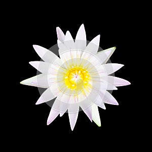 Top of Lotus flower water lily isolated