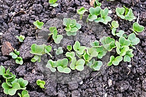 Top macro view of radish microgreens growing in soil