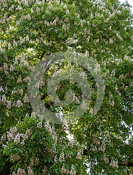 Top of a mighty flourishing buckeye tree