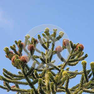 Top of a Monkey Puzzle tree