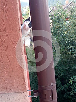 top of the morning neighboor cat wiskers photo