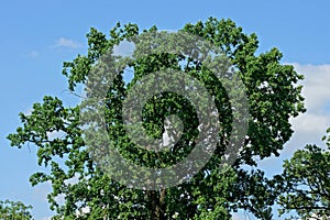 Top of an oak tree with green branches and leaves