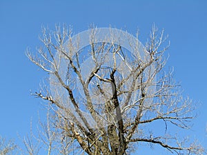 Top of an old poplar tree canopy