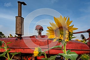 Top of Old Tractor and Sunflower in Field