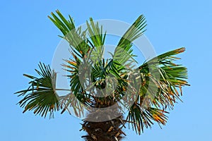 The top of a large palm tree with green branches and leaves against the sky