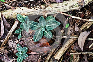 Top overhead view of a Downy Rattlesnake Plantain Orchid photo