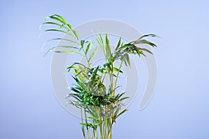 Top of a palm plant on a blue background. Indoor palm tree on a blue background