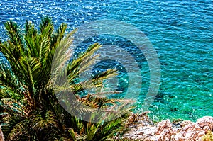 The top of a palm tree against a background of turquoise waters on the shore of the Aegean Sea.