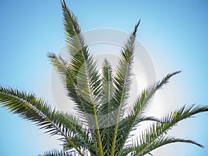 The top of a palm tree against the blue sky. Beautiful background. South. Resort. Vacation on the coast. Palm tree trunk